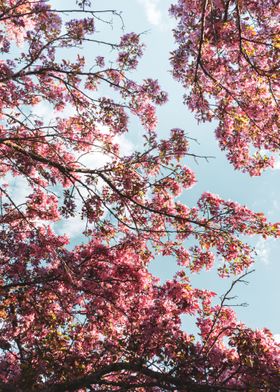 Flowers Blooming in Spring