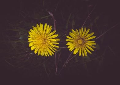 Yellow Dandelion flower