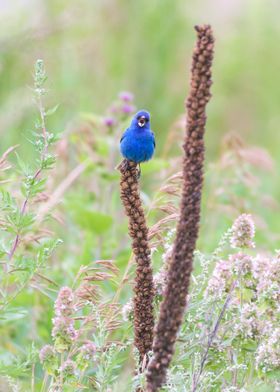 Indigo Bunting