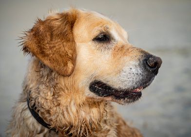 Goldenretriver