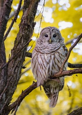 Barred Owl