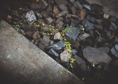 Chamomile wildflowers