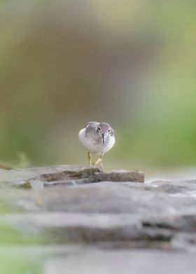 Spotted Sandpiper