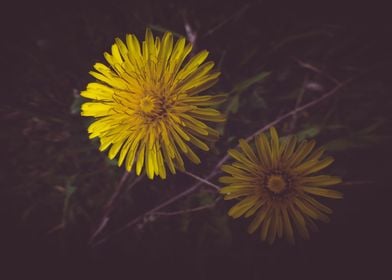 Yellow Dandelion flower