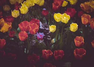 Yellow and red tulips