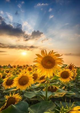 Sunflowers in the evening