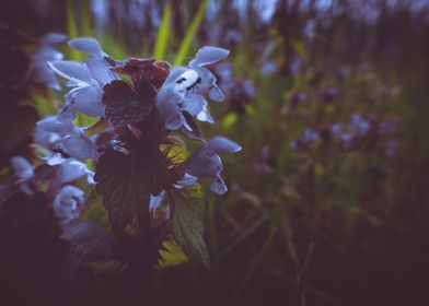 Bugle flower