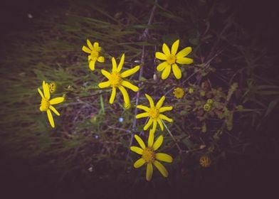 Yellow daisies