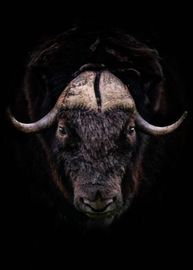 Muskox