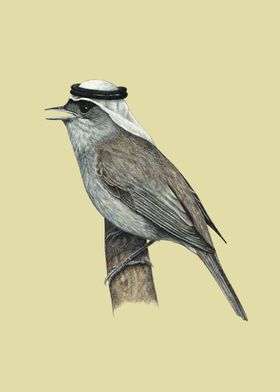 Eurasian blackcap