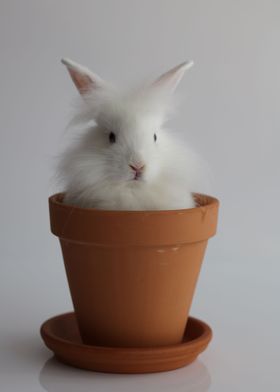 Growing Bunny