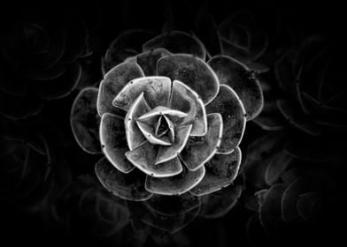 Black and White Floral Art