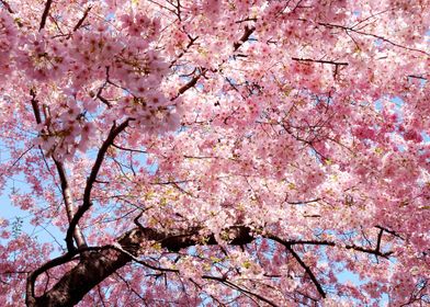 sakura tree photo