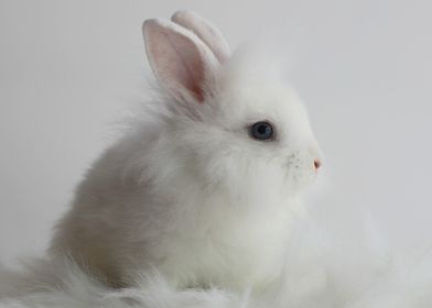 White Bunny