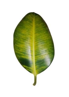 Ficus leaf white