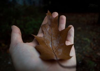 Fallen Leaf 