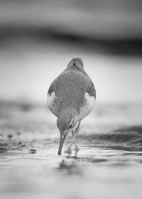 Spotted Sandpiper Feeding