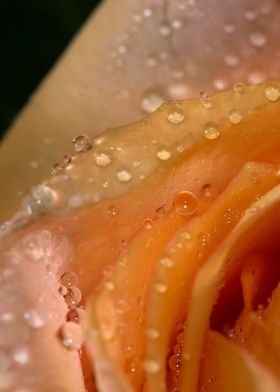 wet apricot Rose