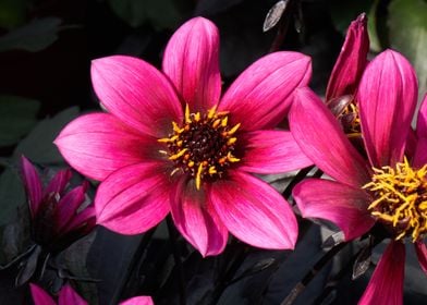 dahlia in the garden