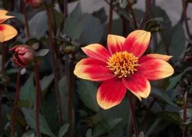 dahlia in the garden