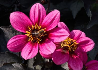 dahlia in the garden