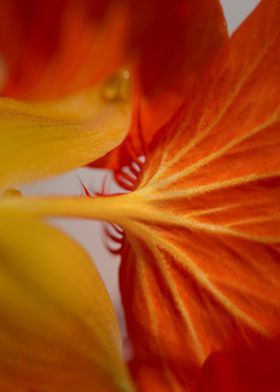 Flower in orange