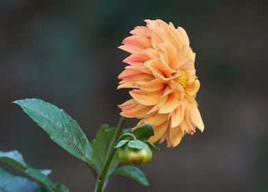 dahlia in the garden