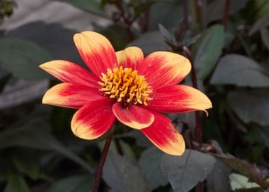 dahlia in the garden