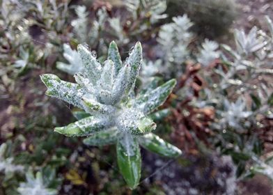 frosted flower2