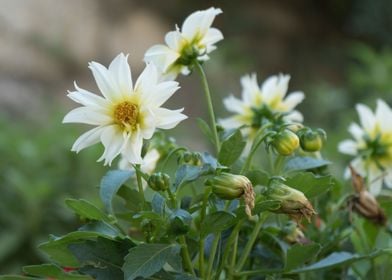 dahlia in the garden