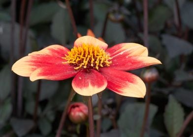 dahlia in the garden