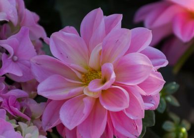 dahlia in the garden