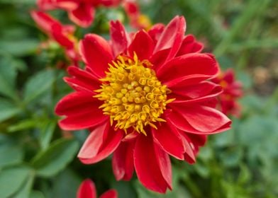 dahlia in the garden