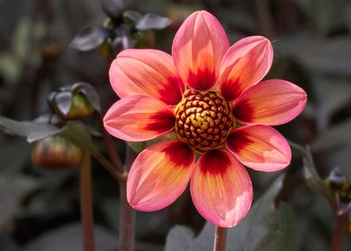 dahlia in the garden