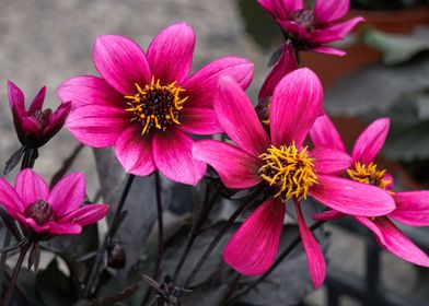 dahlia in the garden