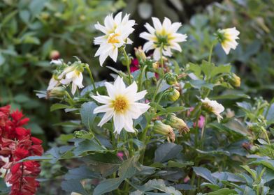 dahlia in the garden