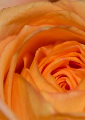 Apricot Rose