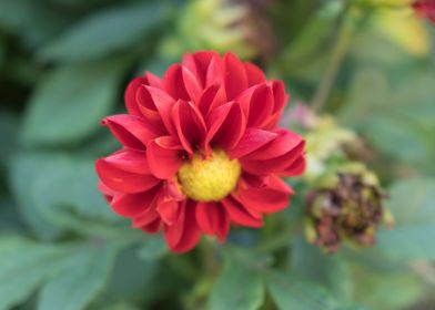 dahlia in the garden