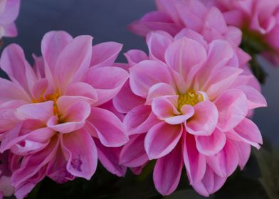 dahlia in the garden