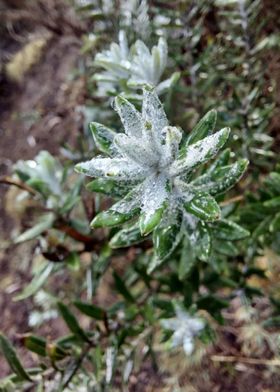 fleurgivree frosted flower