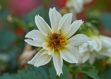 dahlia in the garden