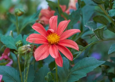 dahlia in the garden