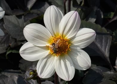 dahlia in the garden