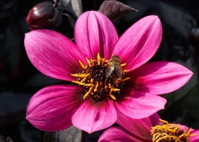 dahlia in the garden