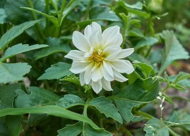 dahlia in the garden