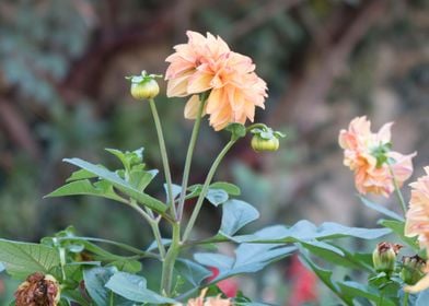 dahlia in the garden