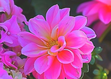 dahlia in the garden