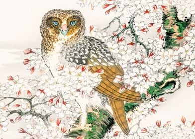 Owl in Cherry Blossoms