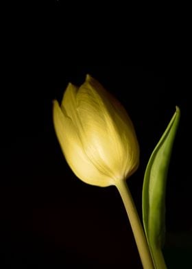 yellow Tulip