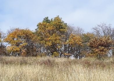 Autumn near the forest